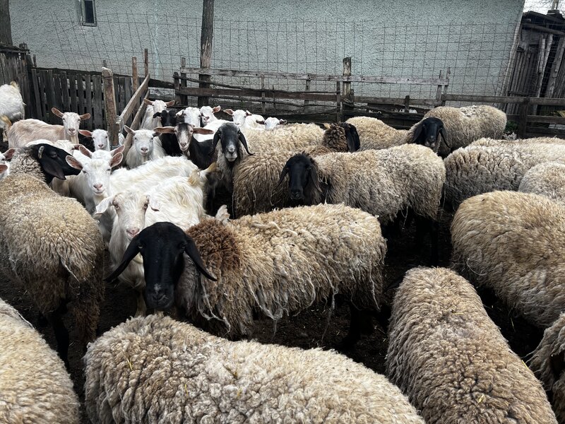 Oi Carabase de vanzare