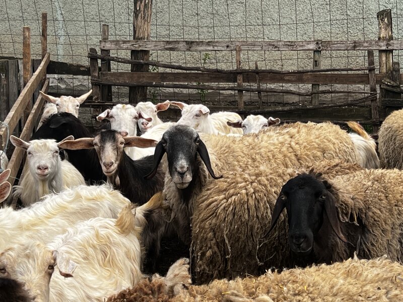 Oi Carabase de vanzare