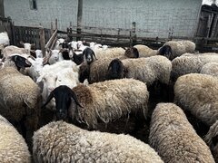 Oi Carabase de vanzare