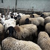 Oi Carabase de vanzare